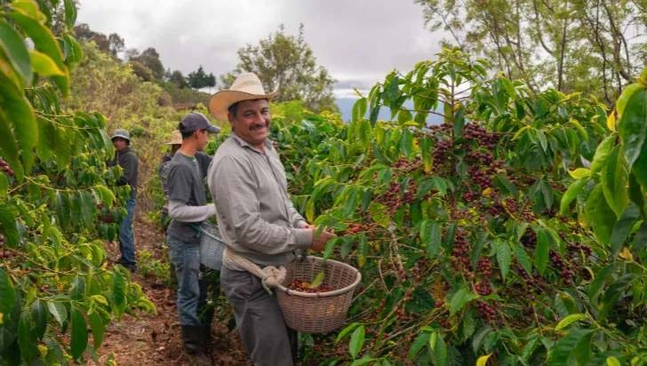 Banco de Bogotá entrega recomendaciones para que los cafeteros aprovechen&hellip;